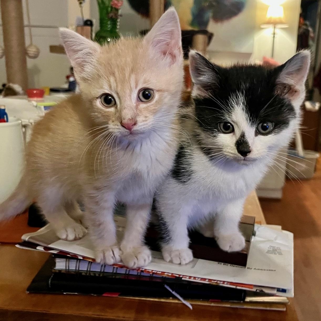 Easton & Finley, a Adoptable mixed breed in Richmond, VA image 1/6