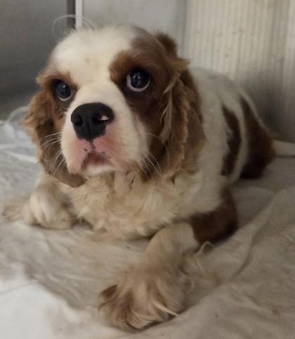 Nora, Adoptable, Adult Female Cavalier King Charles Spaniel.