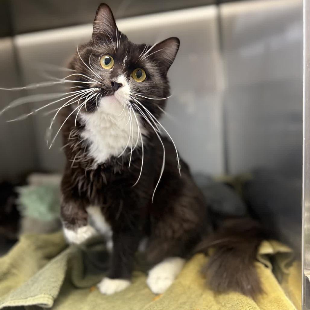 Parie, Adoptable, Young Female Domestic Long Hair.