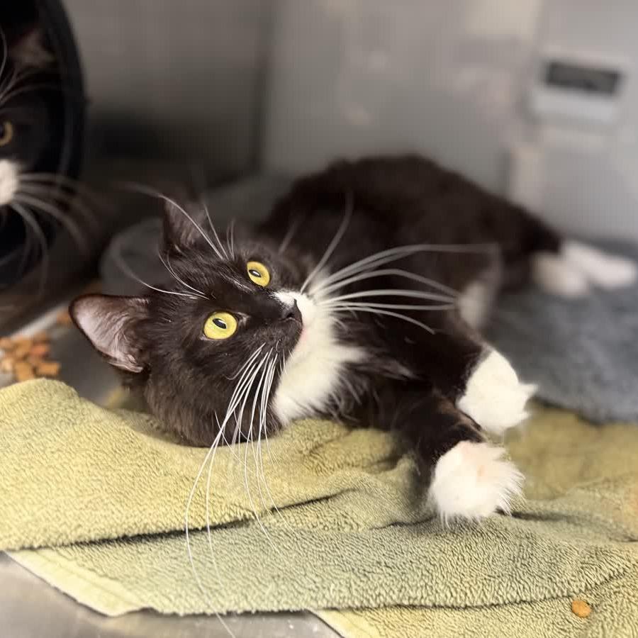 Parie, a Adoptable Domestic Long Hair in Ridgely, MD image 2/6