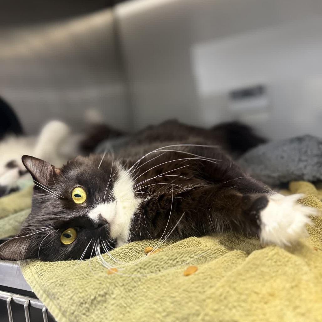 Parie, a Adoptable Domestic Long Hair in Ridgely, MD image 4/6