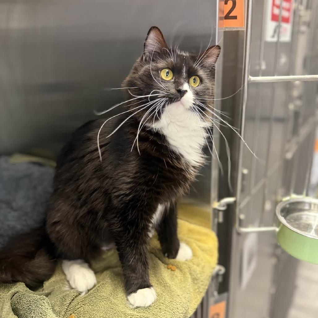 Parie, a Adoptable Domestic Long Hair in Ridgely, MD image 5/6