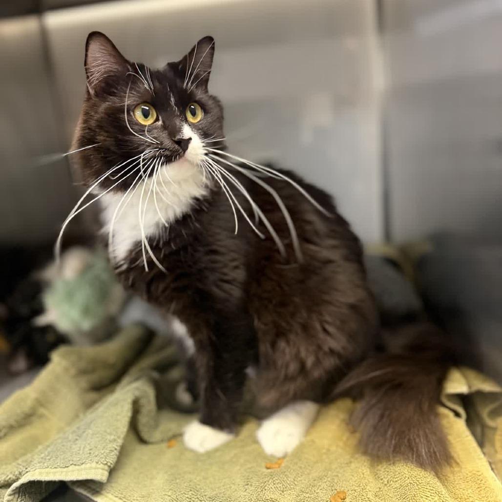 Parie, a Adoptable Domestic Long Hair in Ridgely, MD image 6/6