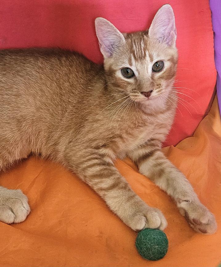 Sweet Clementine Adorable Pretty Kitten!, ADOPTABLE, Kitten Female Tabby.