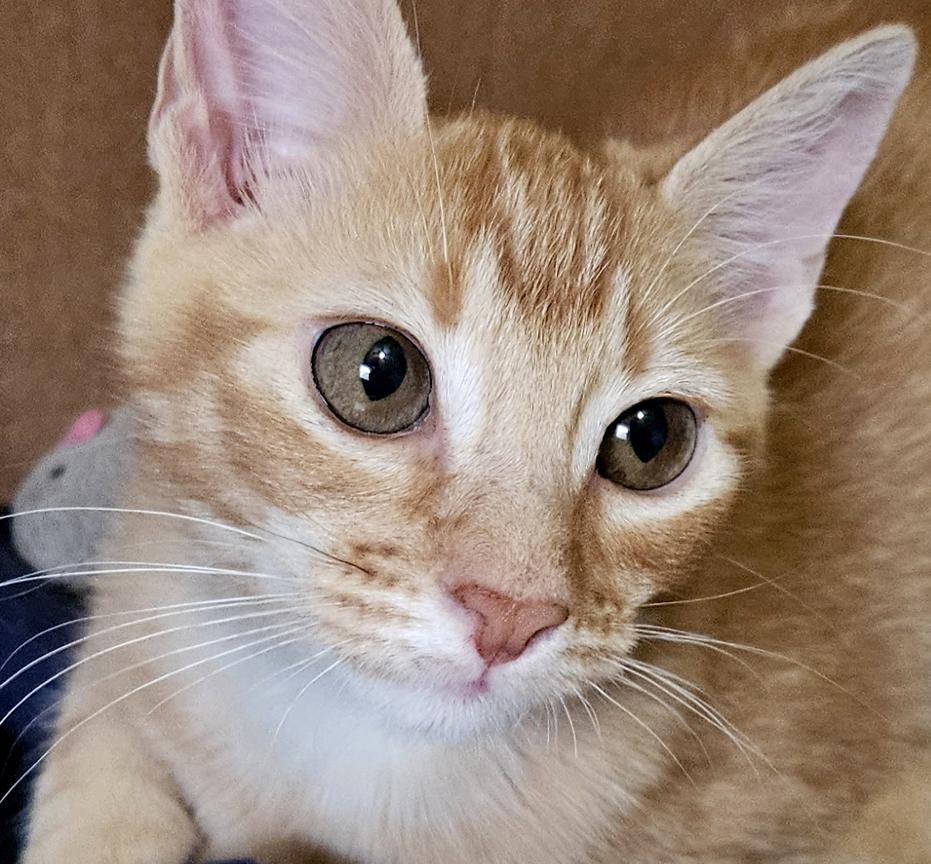 Enlarge Beautiful Sweet Clementine Adorable Kitten, a ADOPTABLE Tabby in Metairie, LA image 2/6