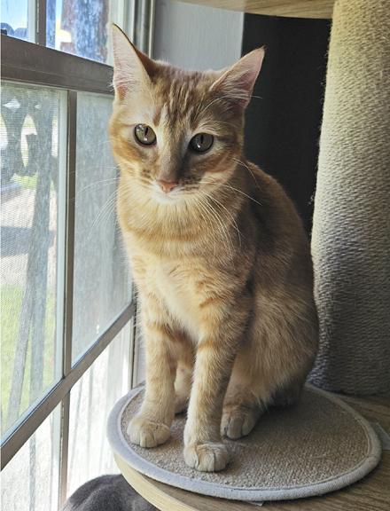 Beautiful Sweet Clementine Adorable Kitten, ADOPTABLE, Kitten Female Tabby.
