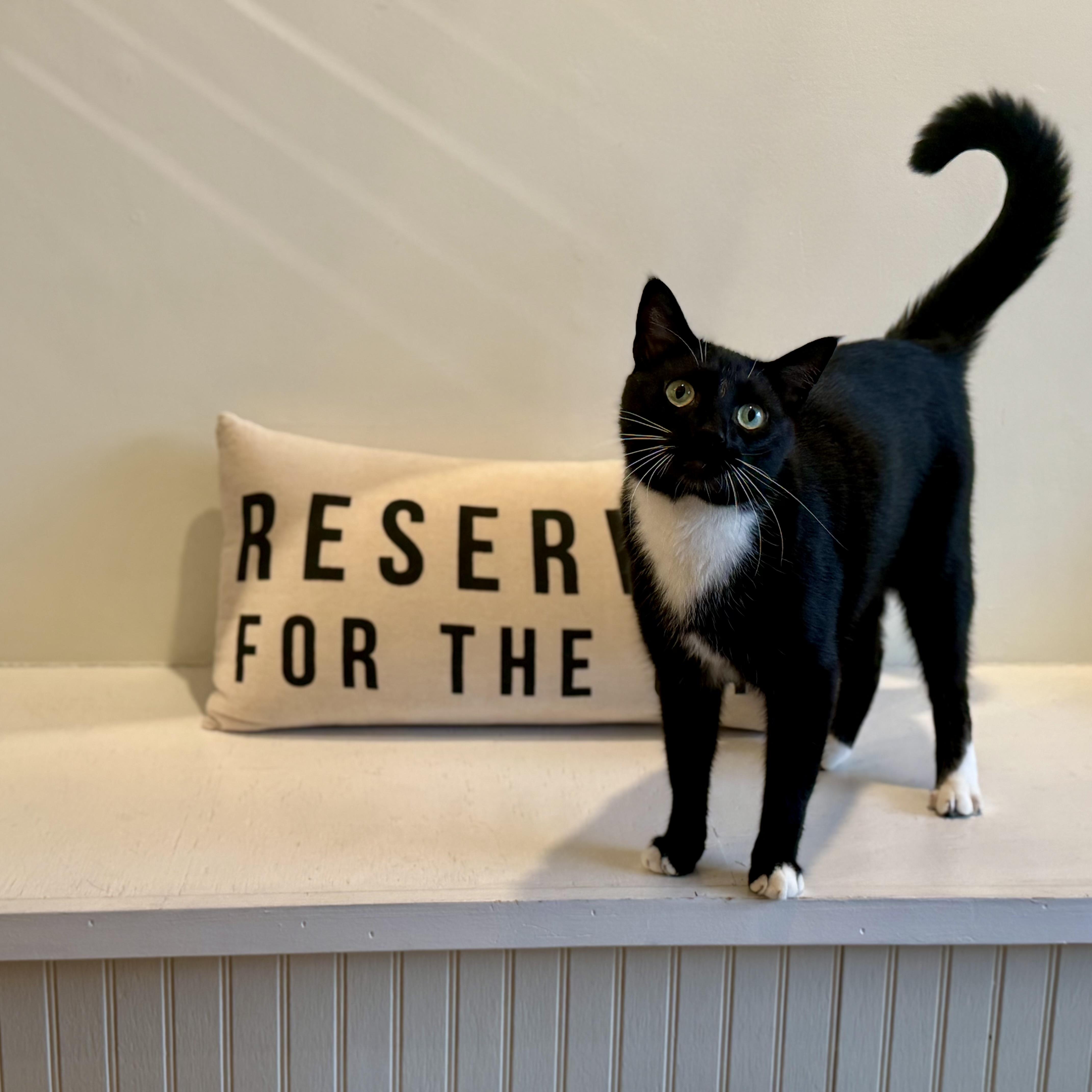Enlarge Toby, a Adoptable Domestic Short Hair in Old Saybrook, CT image 1/2