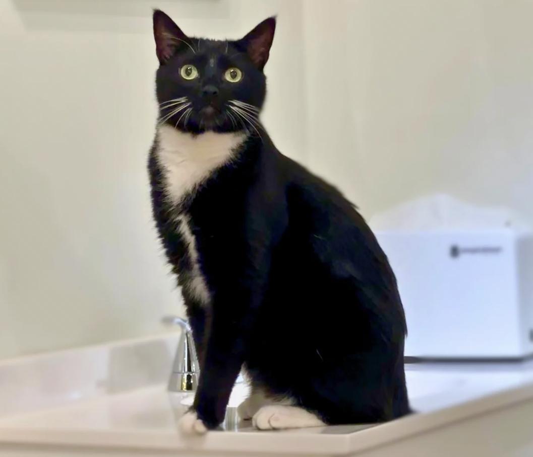 Toby, ADOPTABLE, Adult Male Domestic Short Hair.