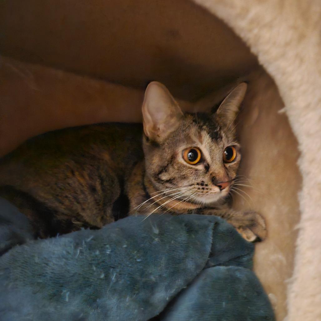 Enlarge Lucky Charms - Adoptable barn cat  Adopt $0, a Adoptable Domestic Short Hair in Flagstaff, AZ image 1/1