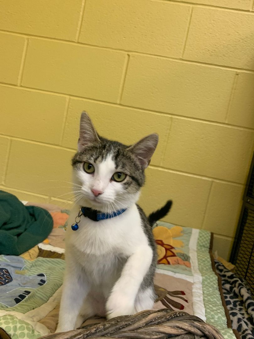 Trixie , Adopted, Young Female Domestic Short Hair.