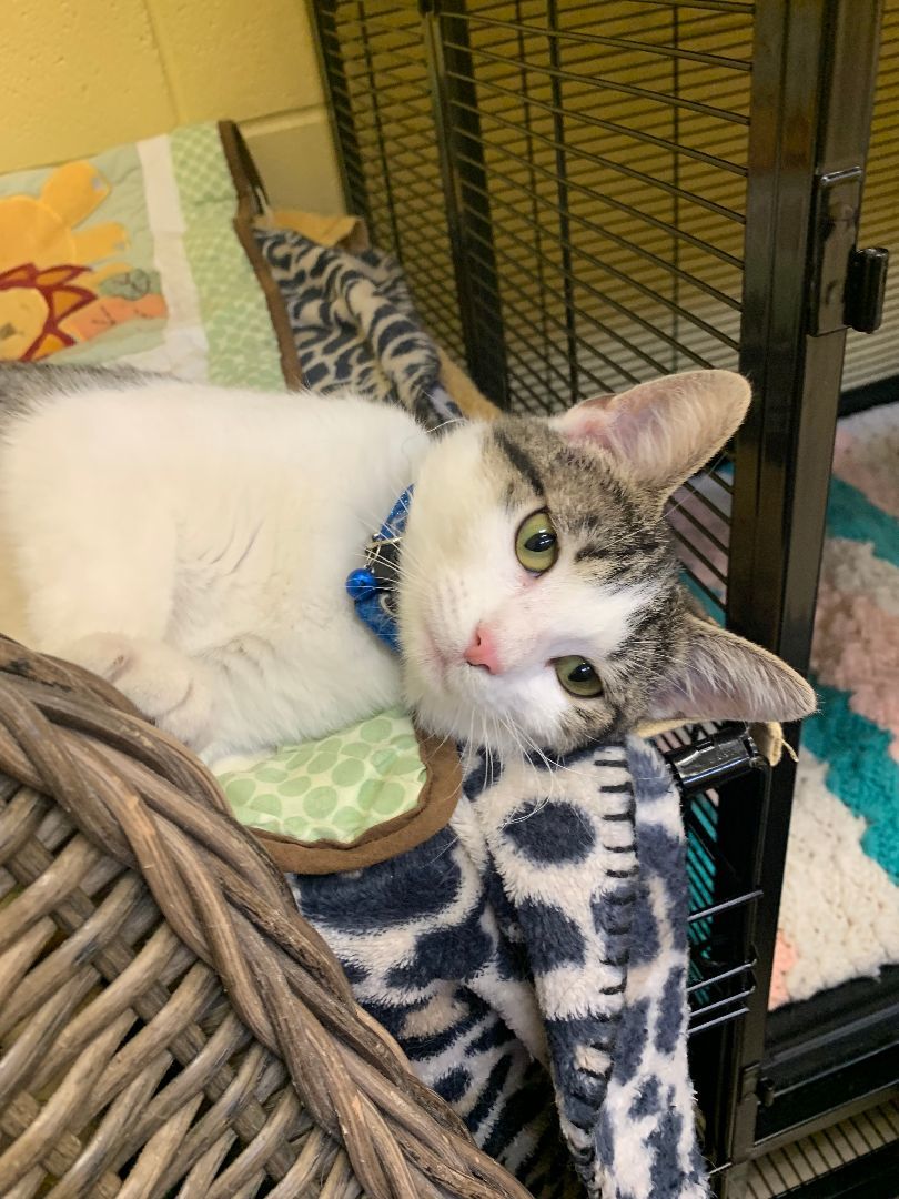 Enlarge Trixie , a Adopted mixed breed in Keokuk, IA image 2/3