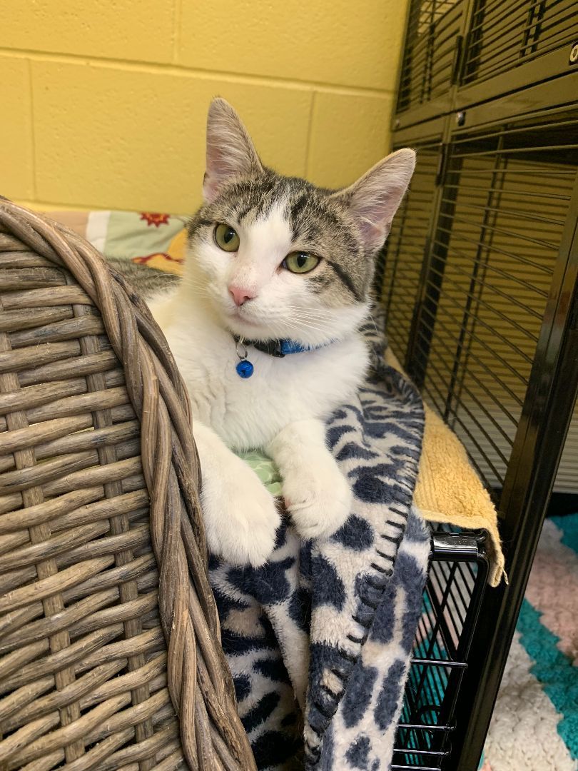 Enlarge Trixie , a Adopted mixed breed in Keokuk, IA image 3/3