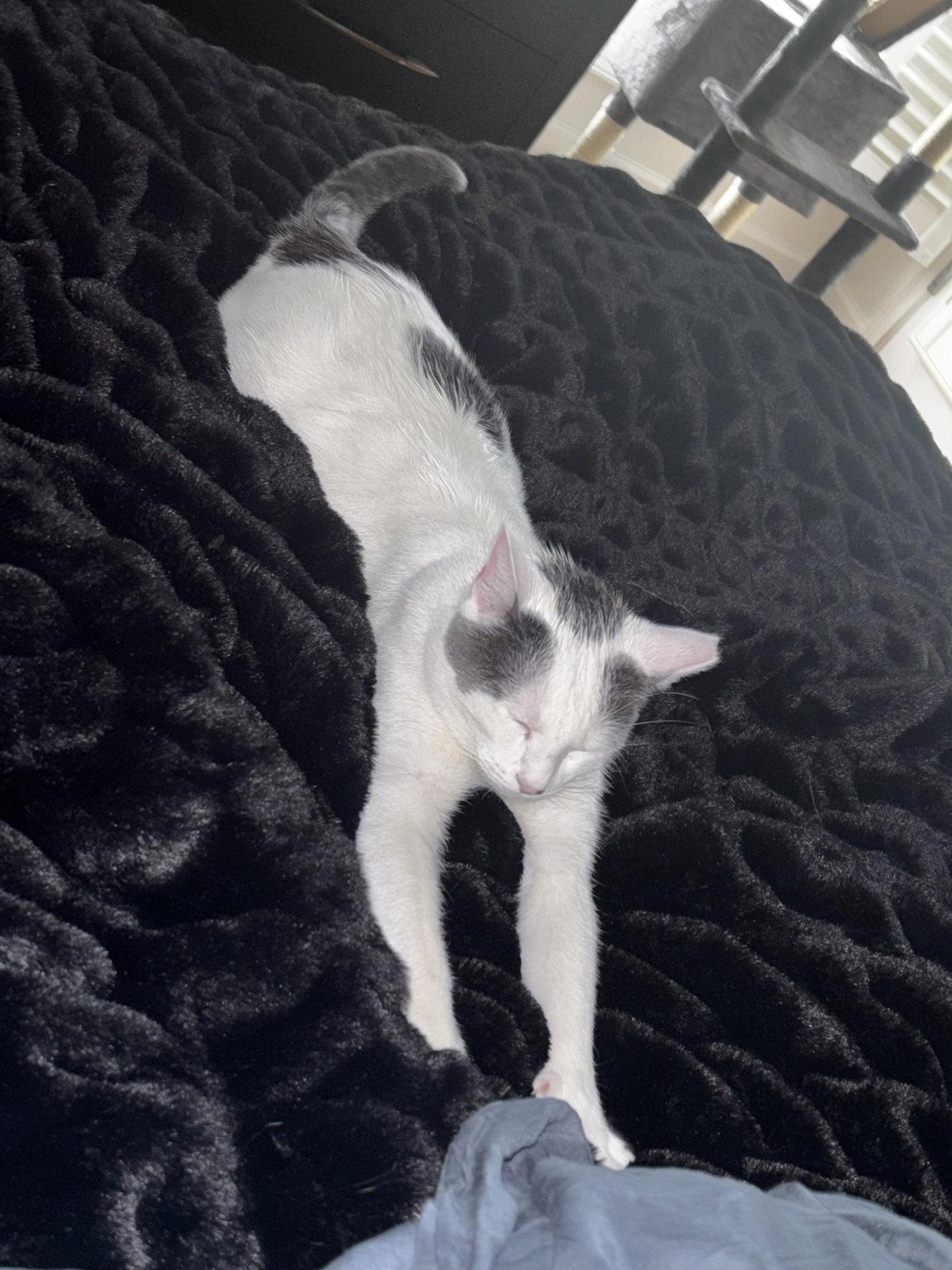 Enlarge Fitzhugh, a Adoptable Domestic Short Hair in Oxford, MS image 1/2