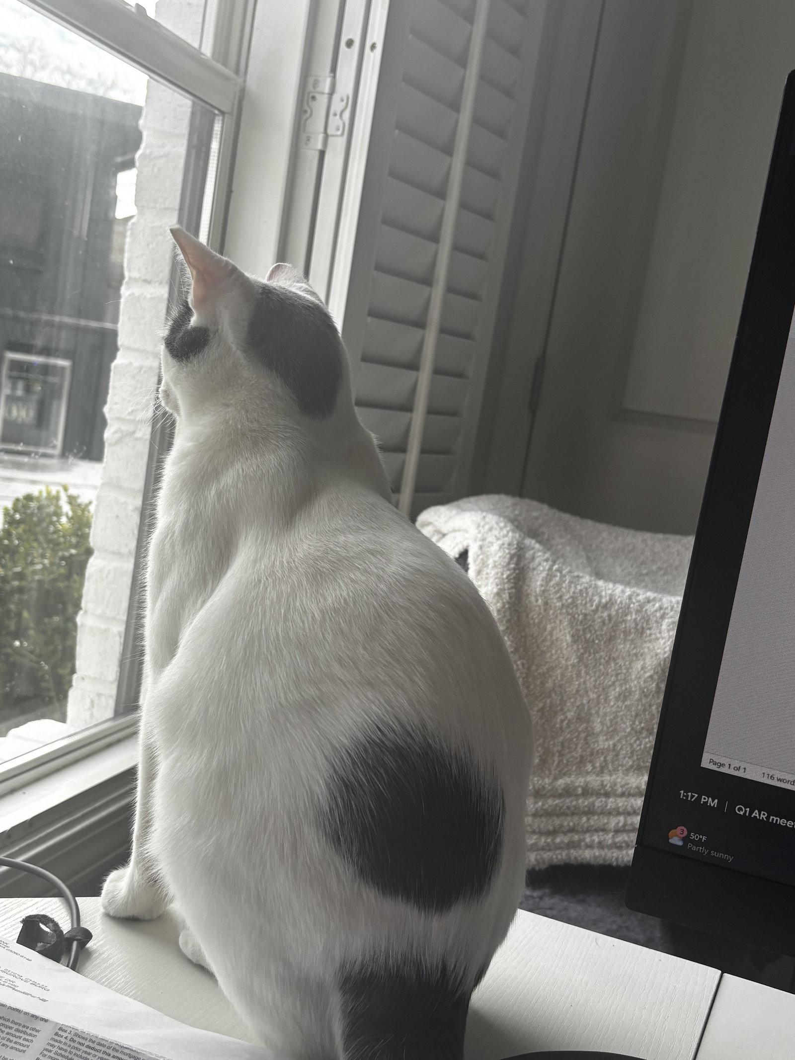 Enlarge Fitzhugh, a Adoptable Domestic Short Hair in Oxford, MS image 2/2