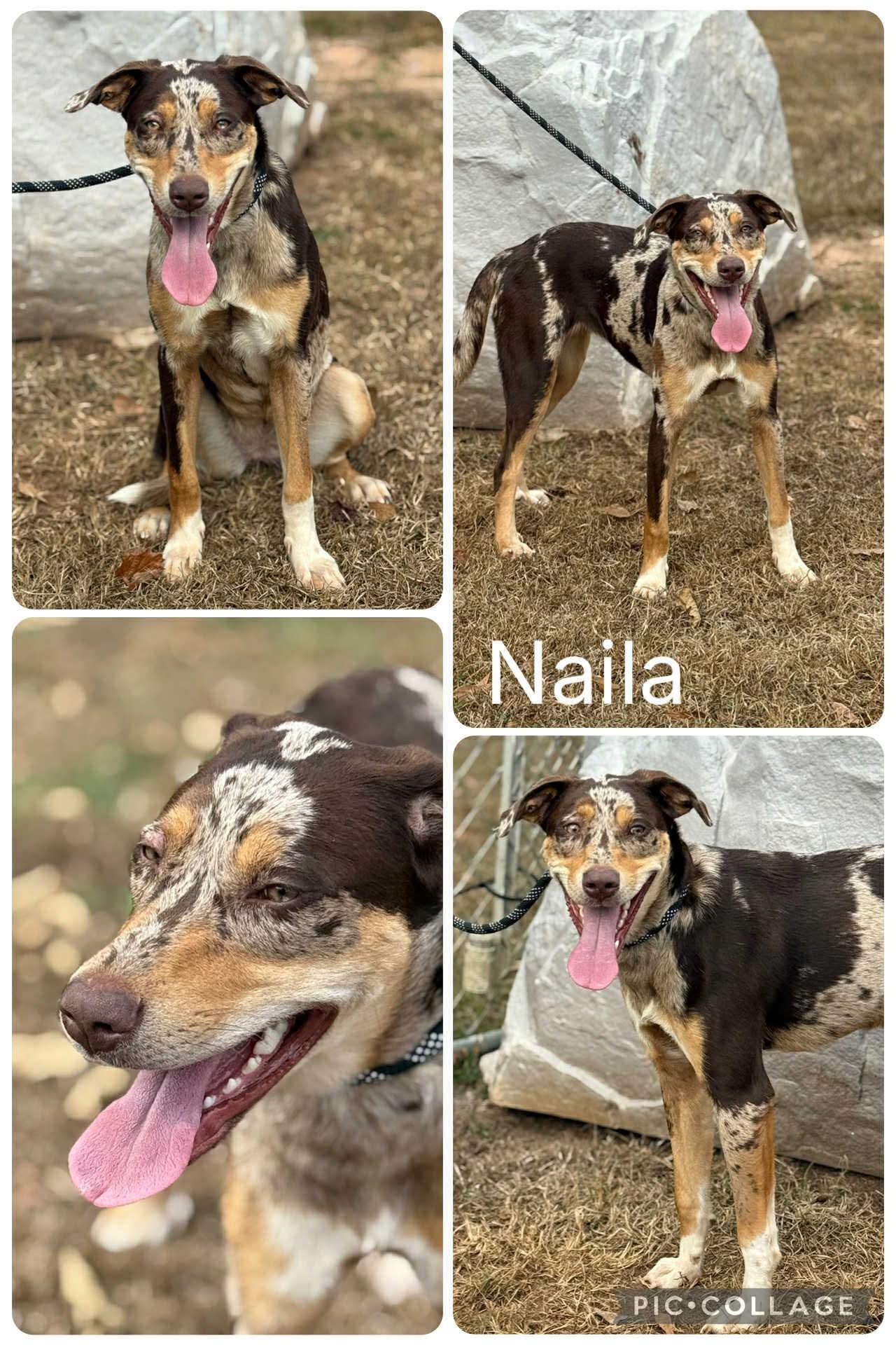 Naila