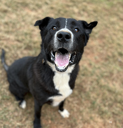 Ricky, an adoptable Labrador Retriever & Shepherd Mix in Smyrna, GA_image-1