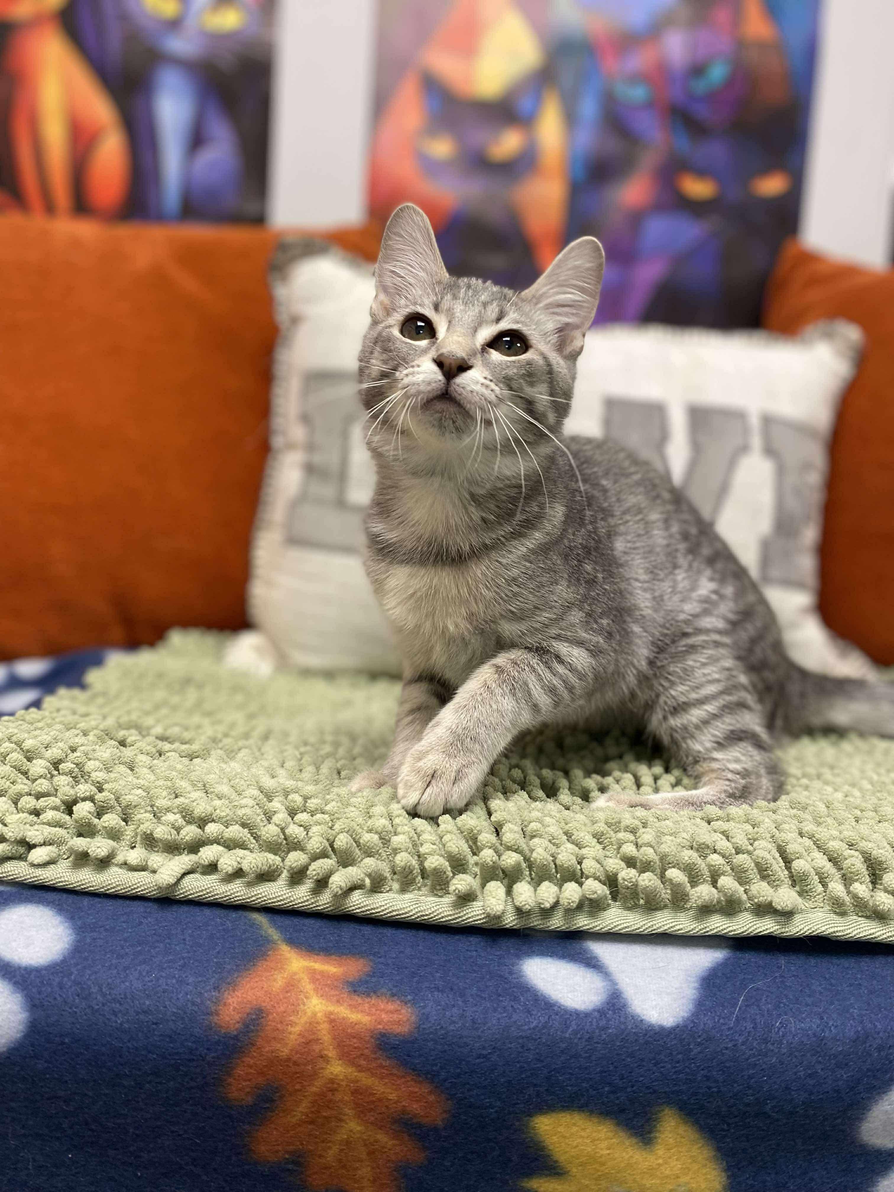 Bonnie, Adoptable, Young Female Domestic Short Hair.