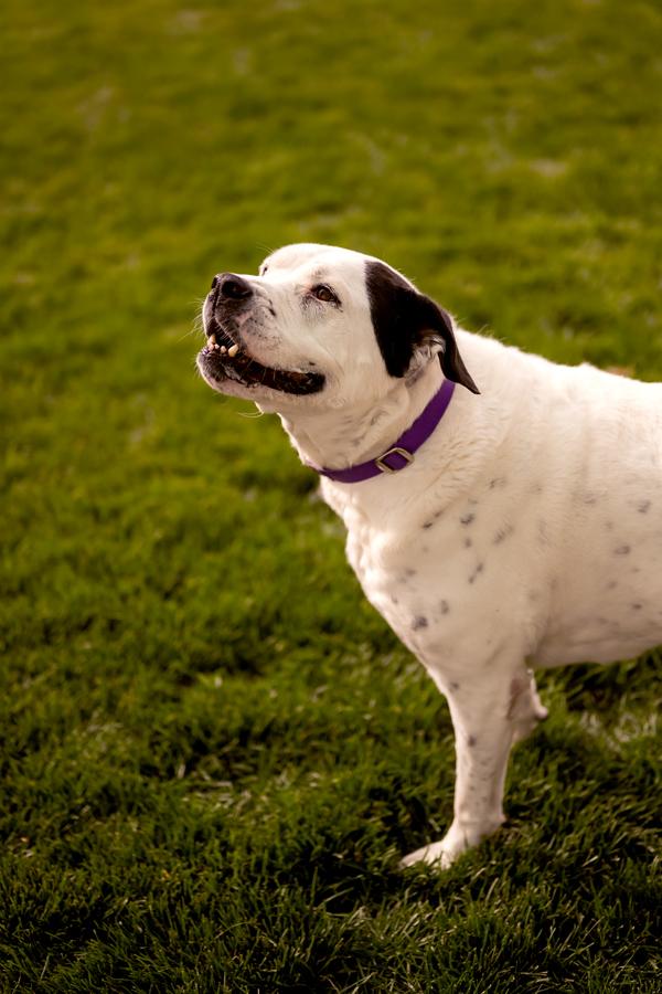 Enlarge Izzy 21268, a Adoptable mixed breed in Pocatello, ID image 1/6