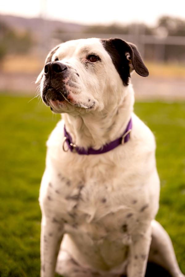 Enlarge Izzy 21268, a Adoptable mixed breed in Pocatello, ID image 2/6