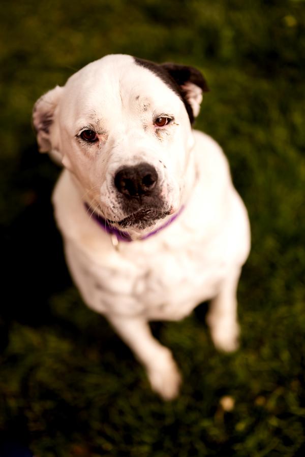 Enlarge Izzy 21268, a Adoptable mixed breed in Pocatello, ID image 4/6