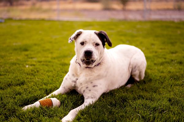 Enlarge Izzy 21268, a Adoptable mixed breed in Pocatello, ID image 6/6