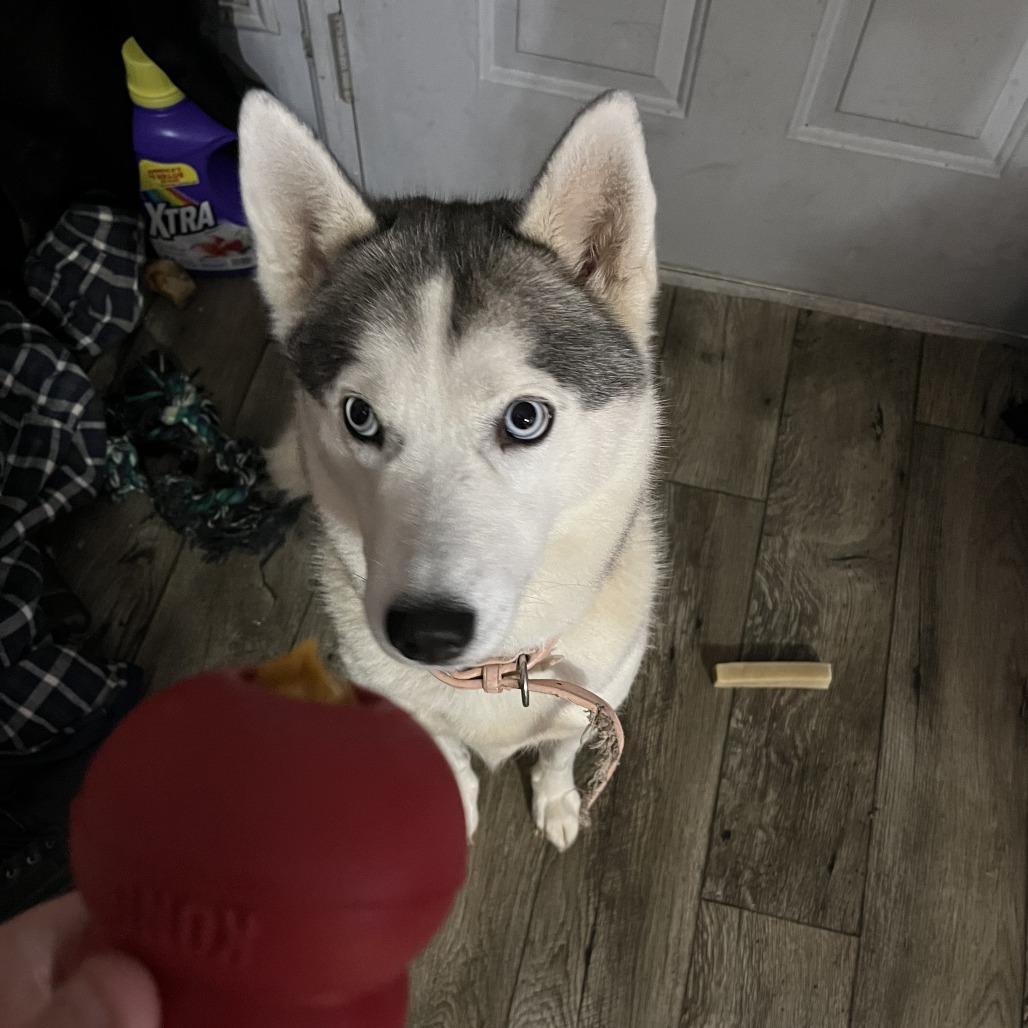 Noel — thumbnail 3