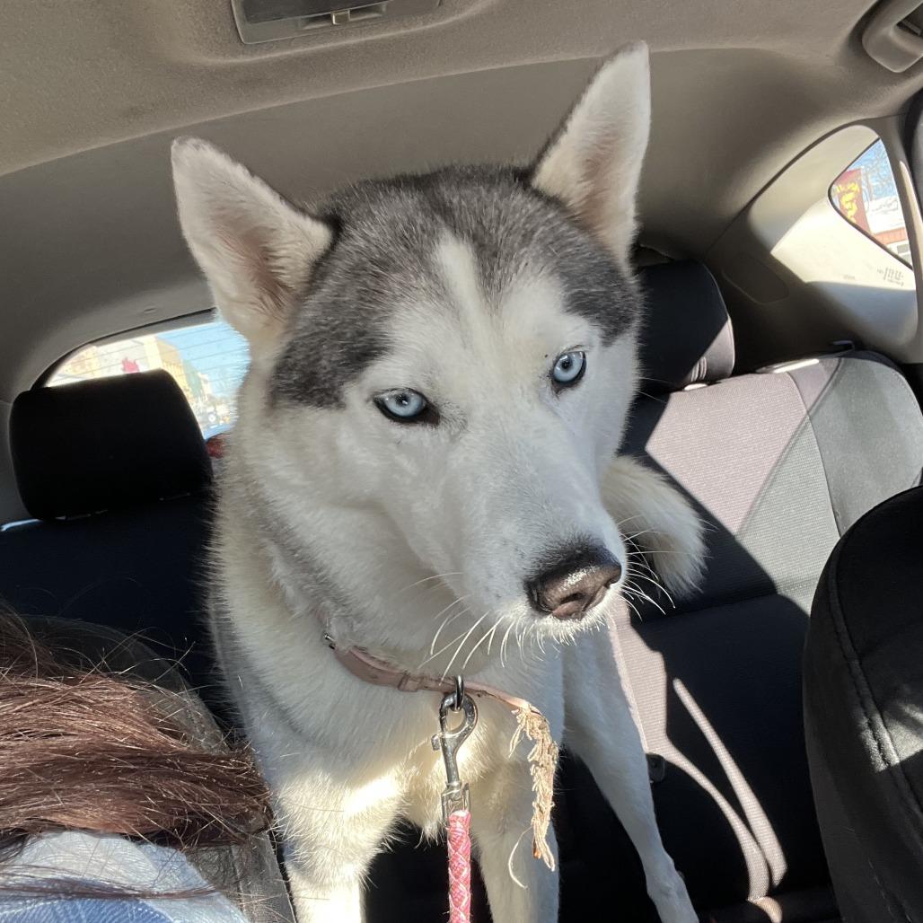 Noel — thumbnail 4