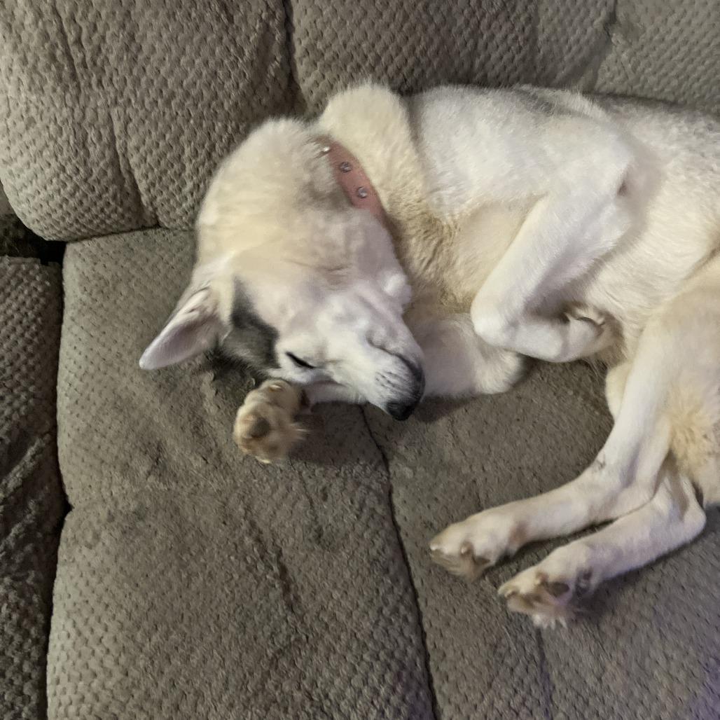 Noel — thumbnail 6