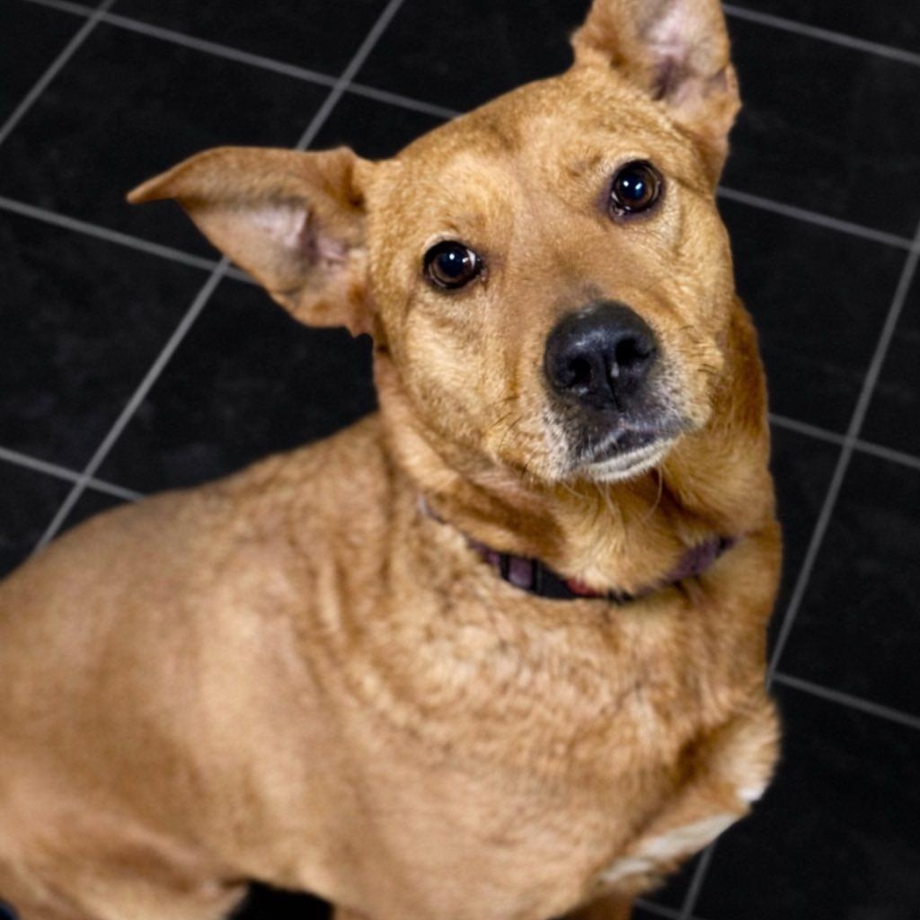 Enlarge Bailey A, a ADOPTABLE mixed breed in Battle Creek, MI image 1/1