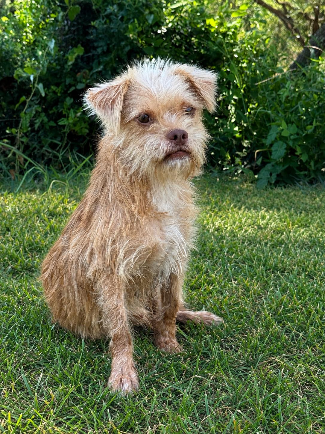 Eli, Adoptable, Adult Male Terrier.