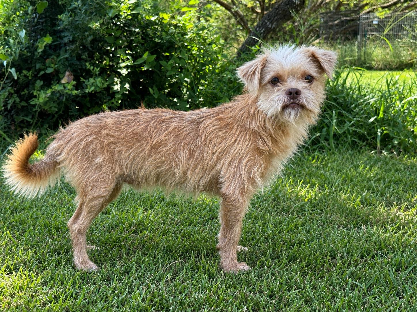 Eli, a Adoptable Terrier in Helotes, TX image 2/3
