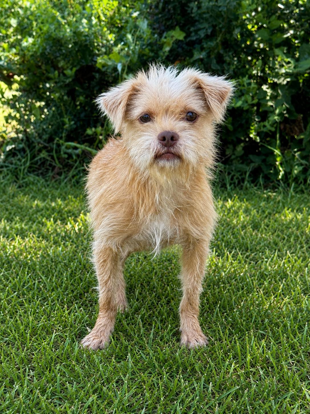 Eli, a Adoptable Terrier in Helotes, TX image 3/3