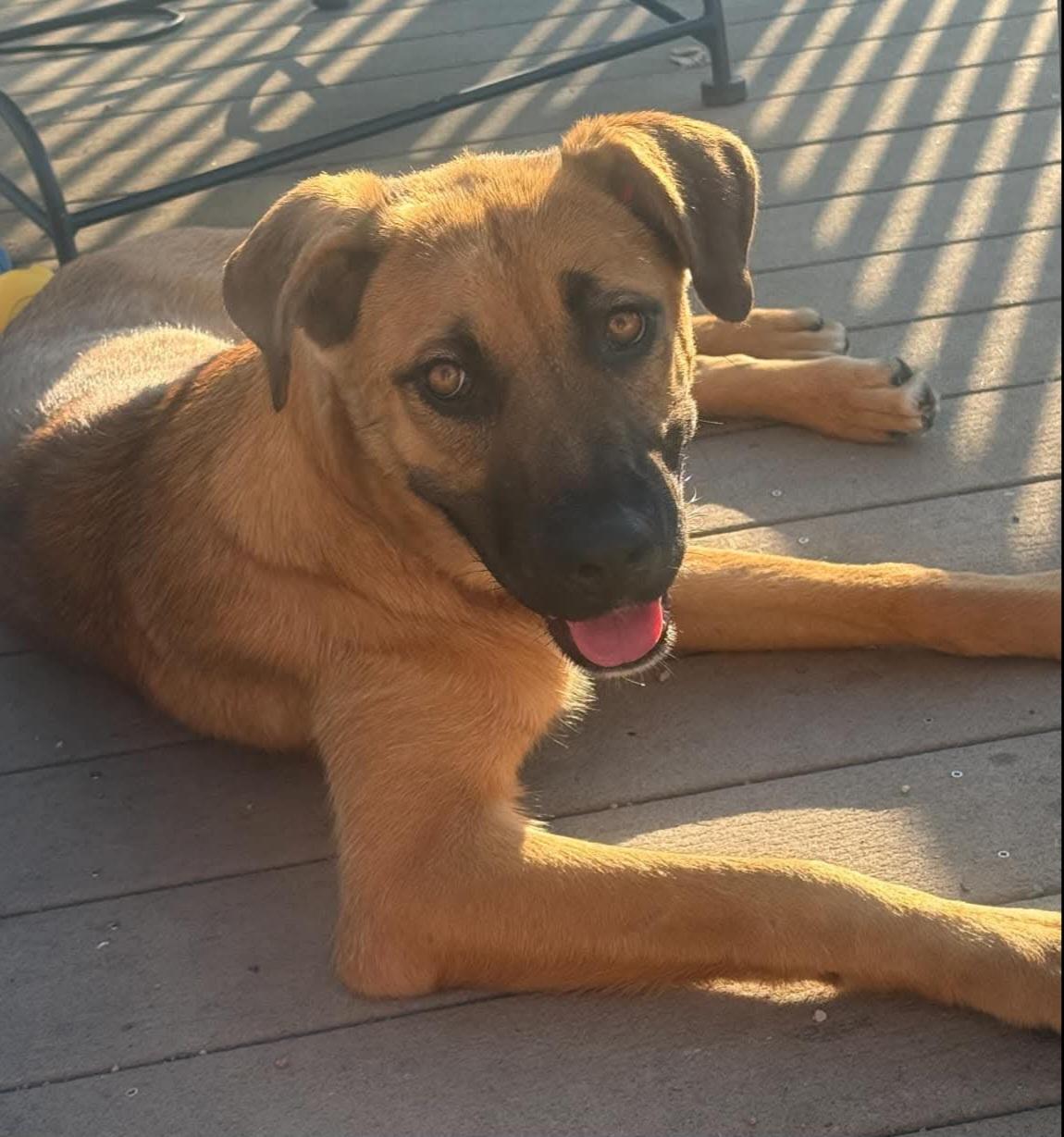 CeCe, an adopted mixed breed in Sioux City, IA image 5/5