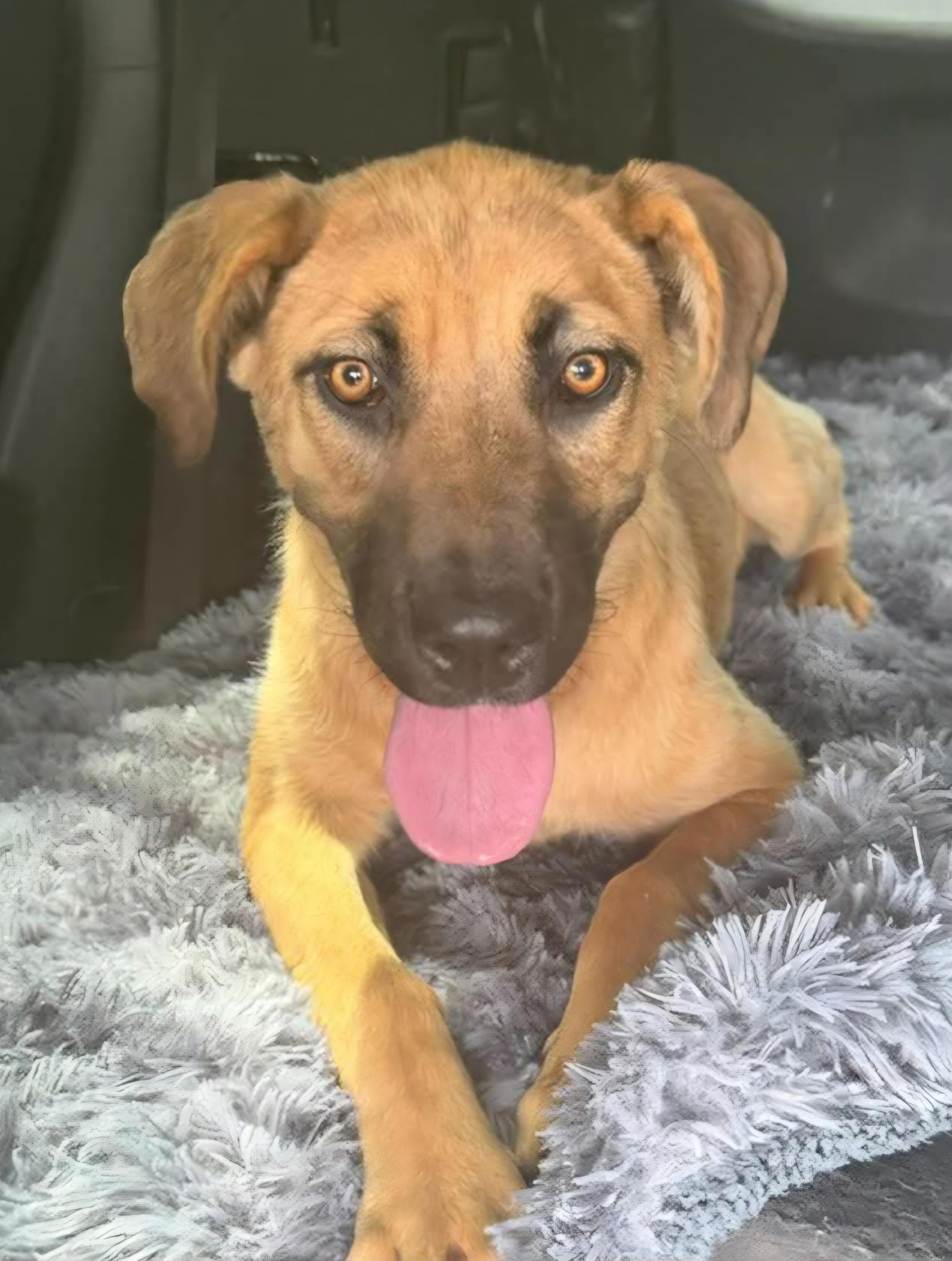 CeCe, adopted, Young Female Mastiff.