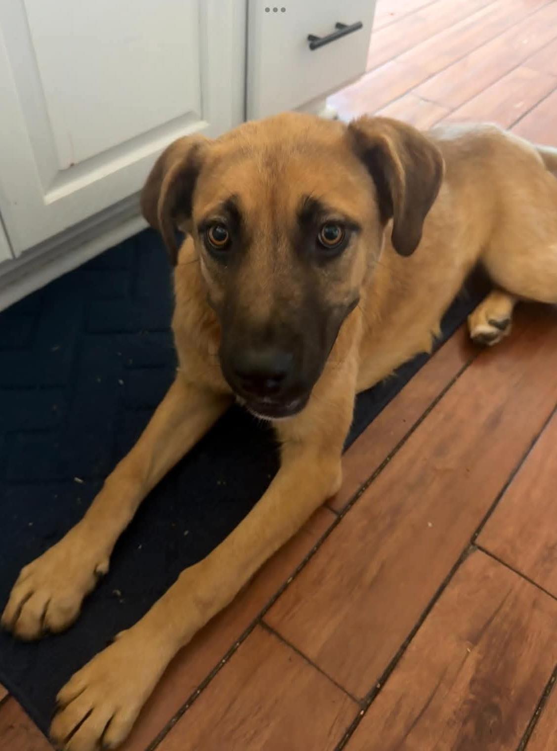 CeCe, an adopted mixed breed in Sioux City, IA image 2/5