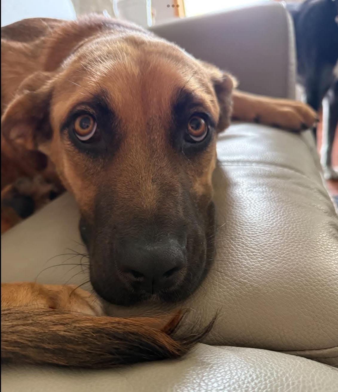 CeCe, an adopted mixed breed in Sioux City, IA image 3/5