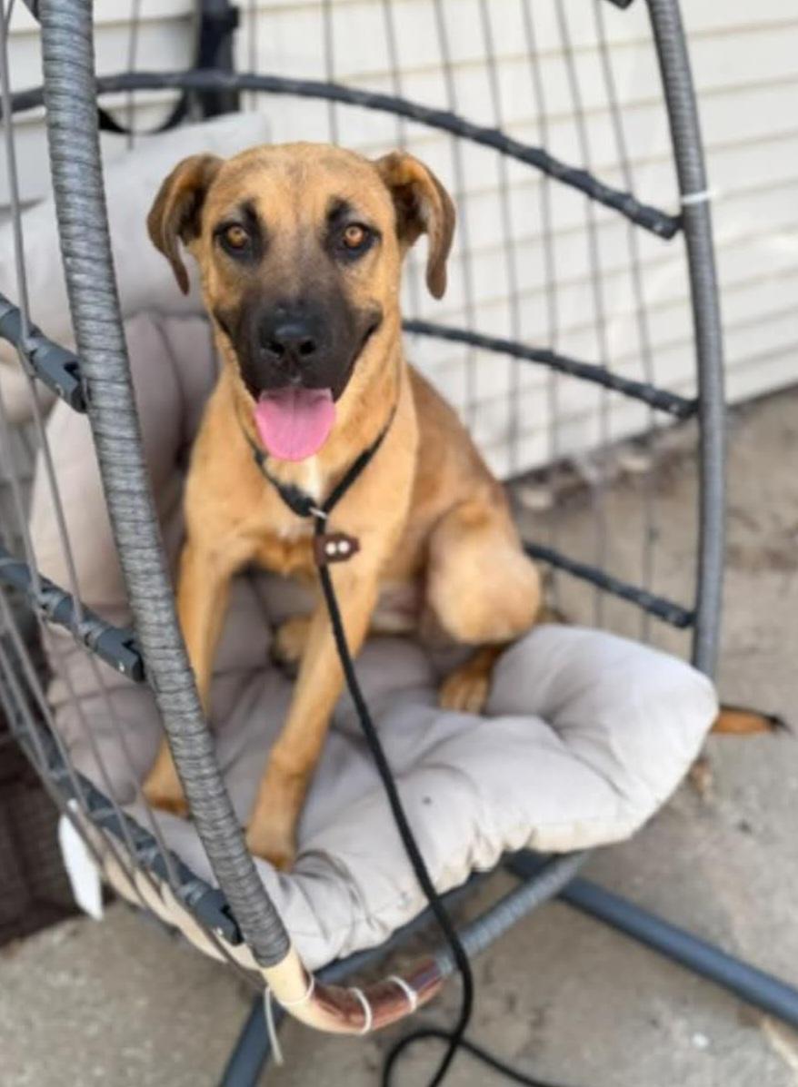 CeCe, an adopted mixed breed in Sioux City, IA image 4/5