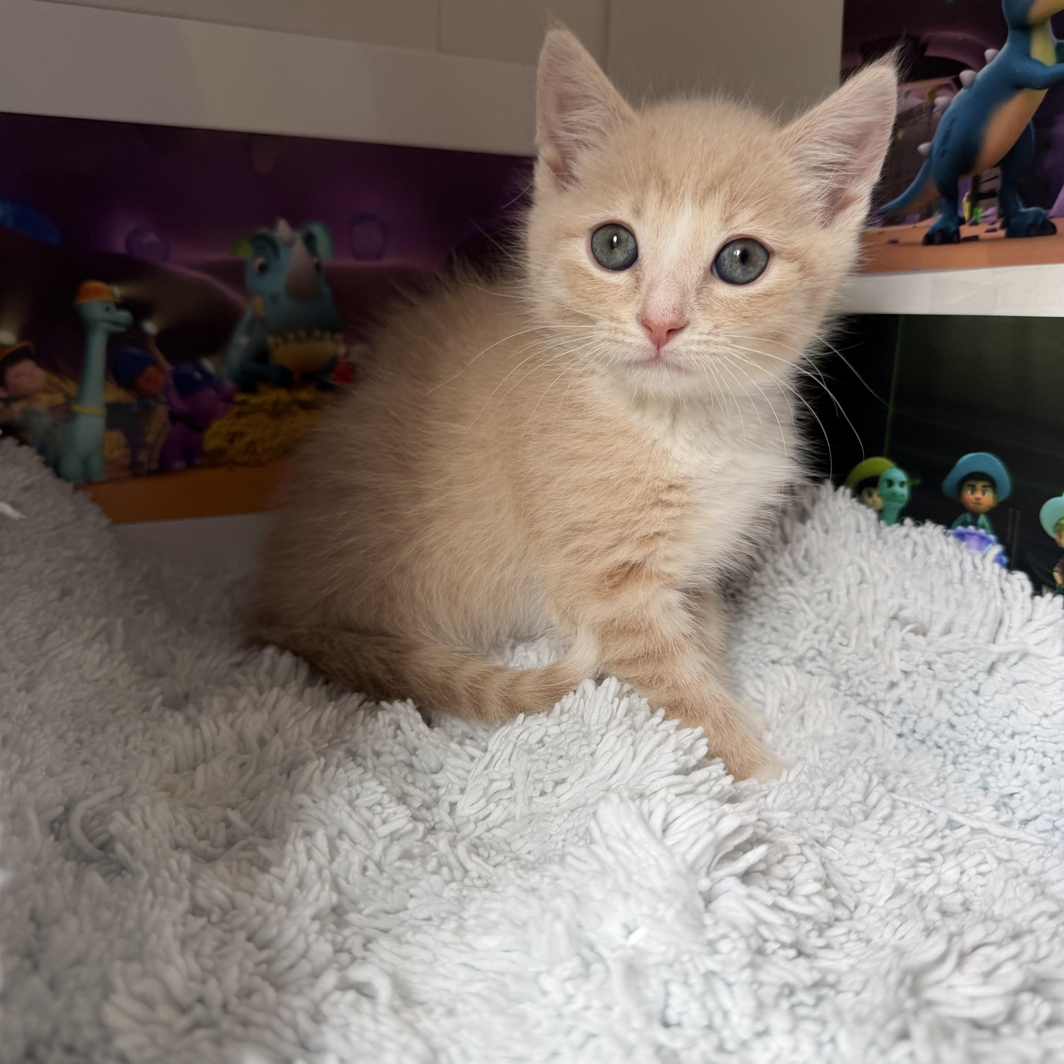 Dorito, ADOPTABLE, Young Male Domestic Short Hair.