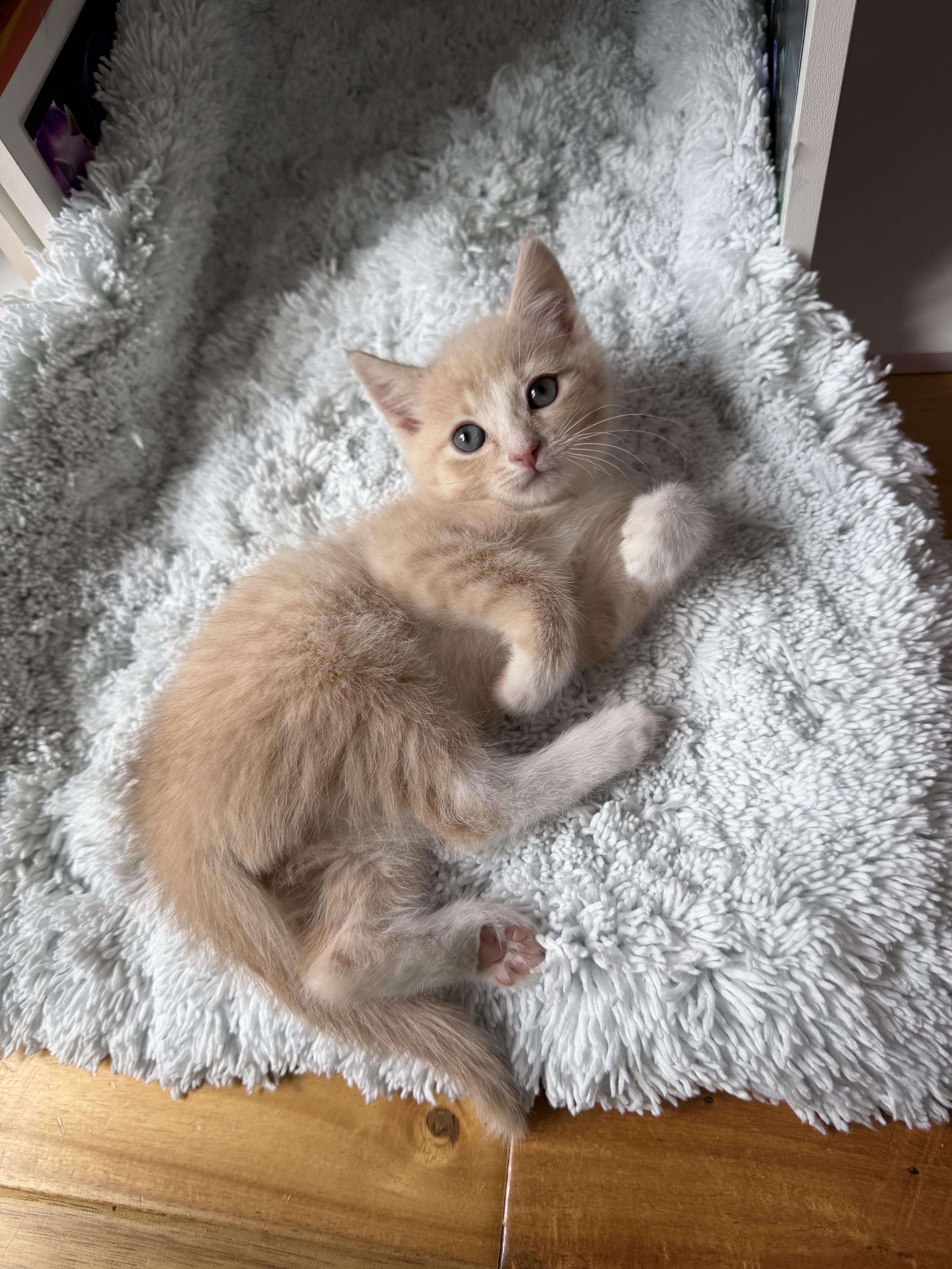 Enlarge Dorito, a ADOPTABLE Domestic Short Hair in Greensboro, NC image 2/2