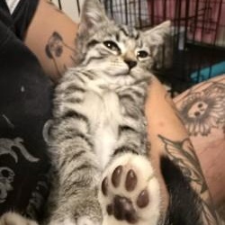 Enlarge Landon, a Adoptable Domestic Short Hair in Annapolis, MD image 1/1