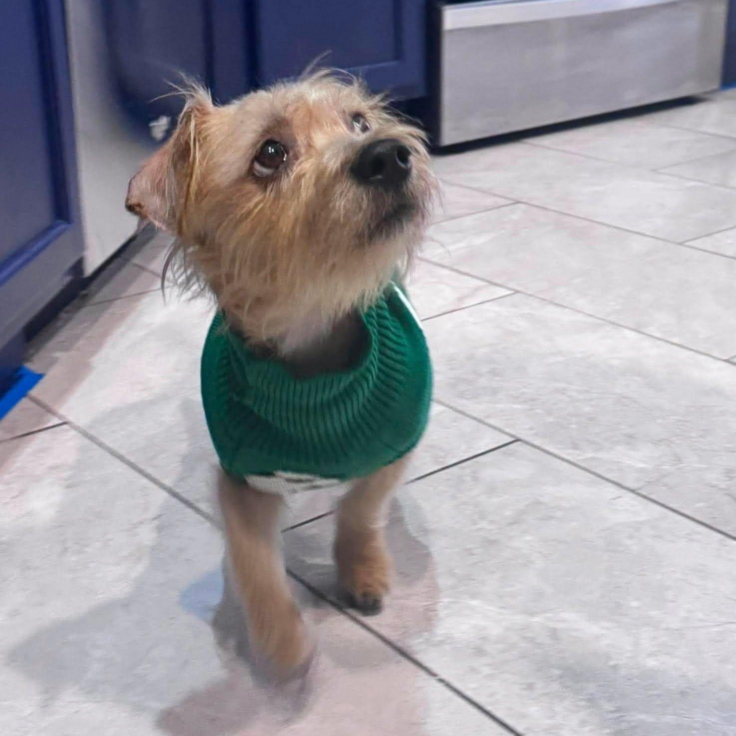 Otto --Small Terrier Mix--, a Adoptable mixed breed in Riverview, FL image 2/6
