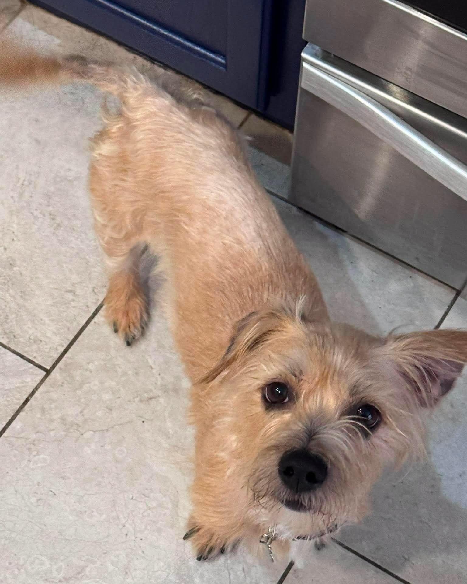 Otto --Small Terrier Mix--, a Adoptable mixed breed in Riverview, FL image 4/6