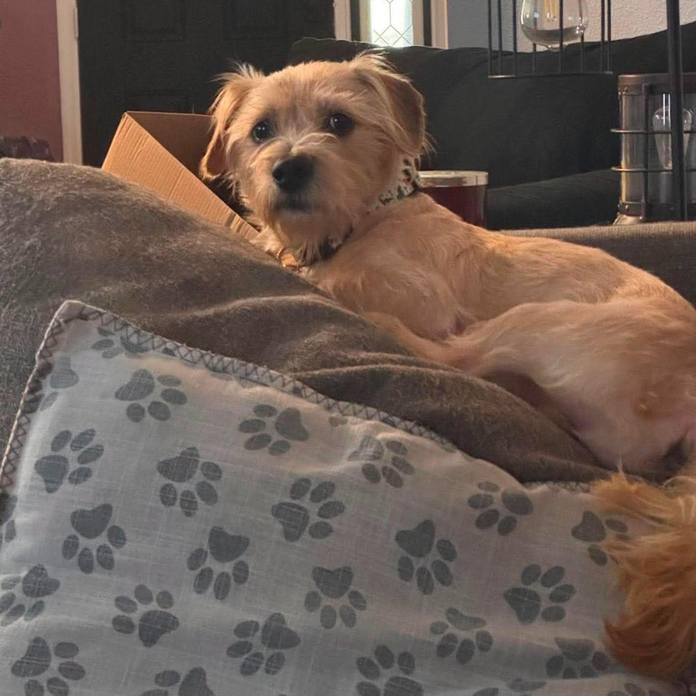 Otto --Small Terrier Mix--, a Adoptable mixed breed in Riverview, FL image 6/6