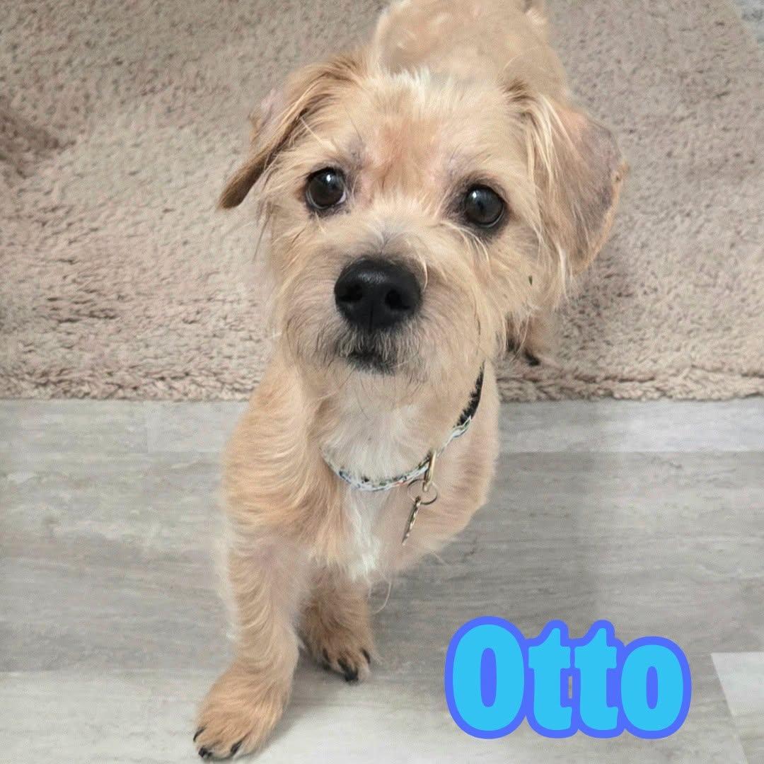 Otto --Small Terrier Mix--, a Adoptable mixed breed in Riverview, FL image 5/6