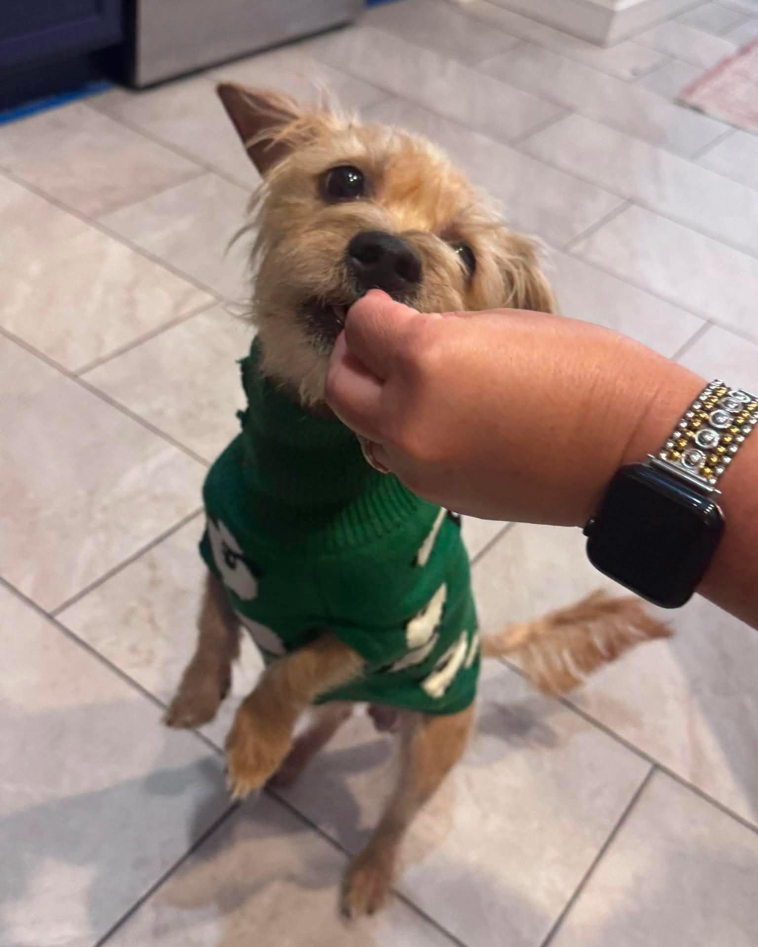 Otto --Small Terrier Mix--, a Adoptable mixed breed in Riverview, FL image 3/6