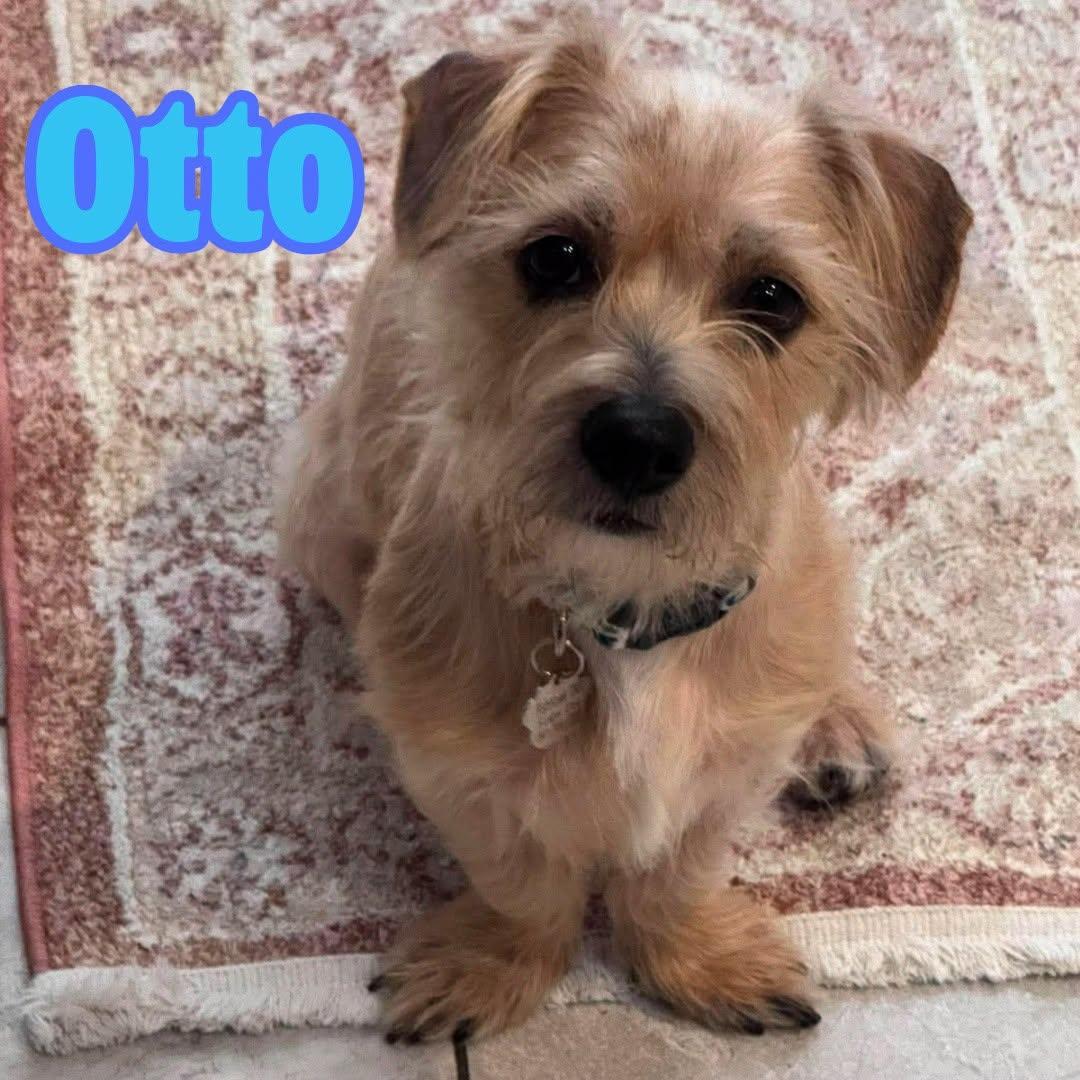 Otto --Small Terrier Mix--, Adoptable, Young Male Yorkshire Terrier & Dachshund (Long Haired).