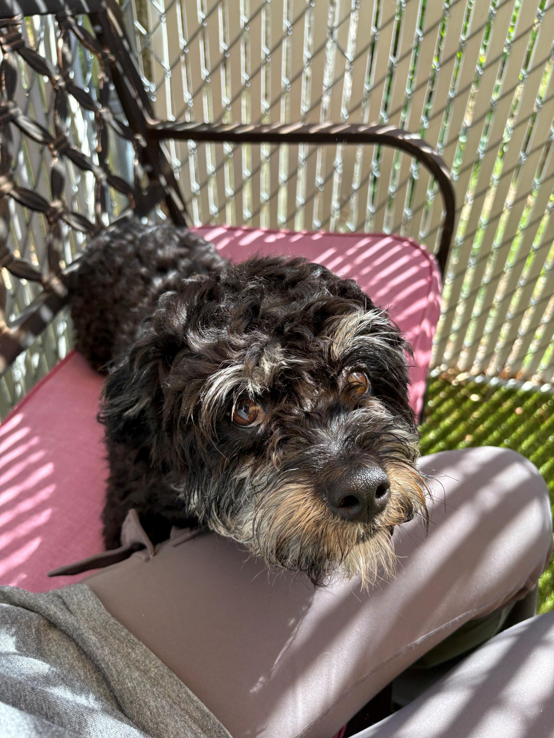 Rocky, an adopted mixed breed in Kingston, MA image 4/6