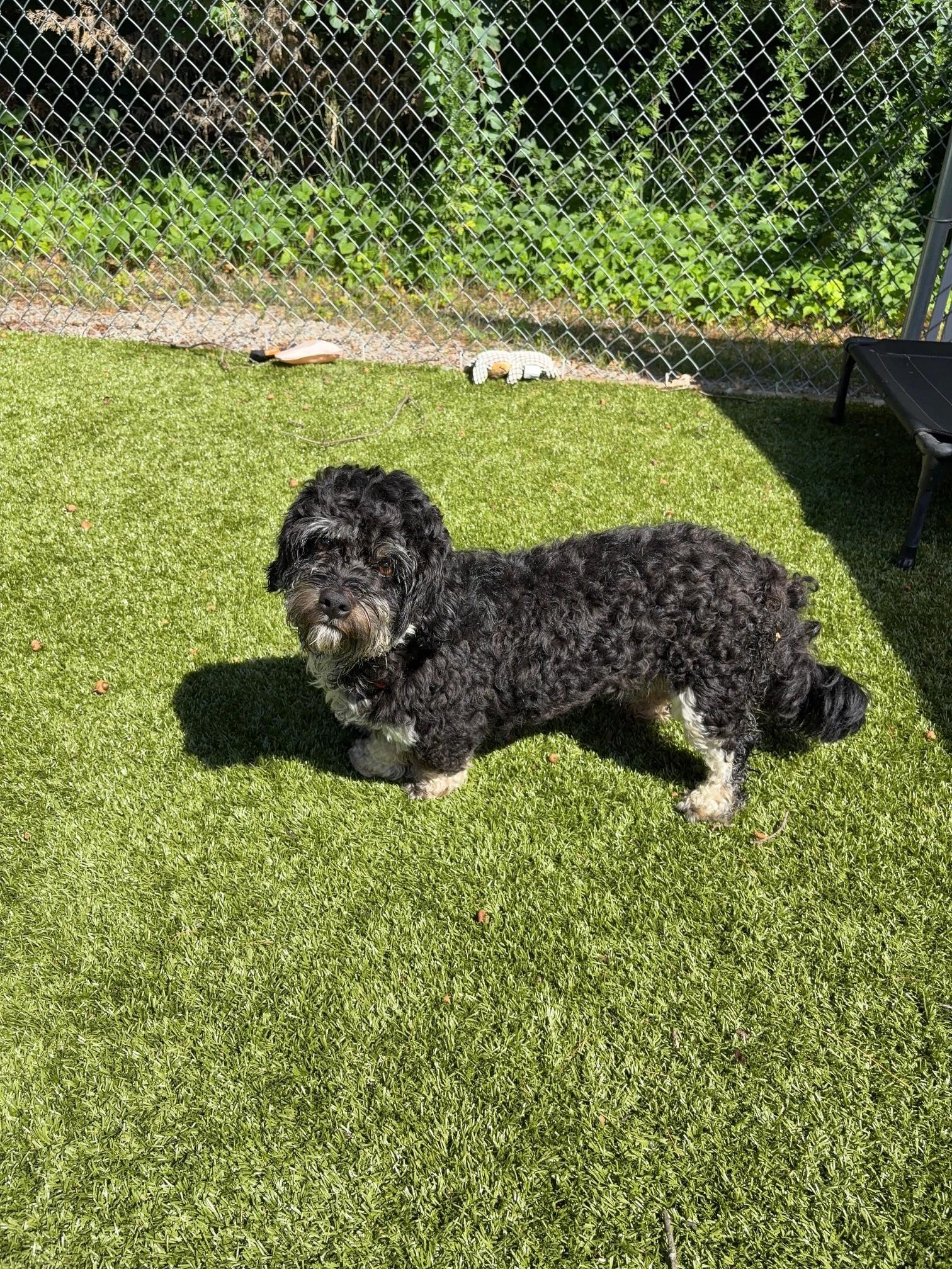 Rocky, an adopted mixed breed in Kingston, MA image 3/6