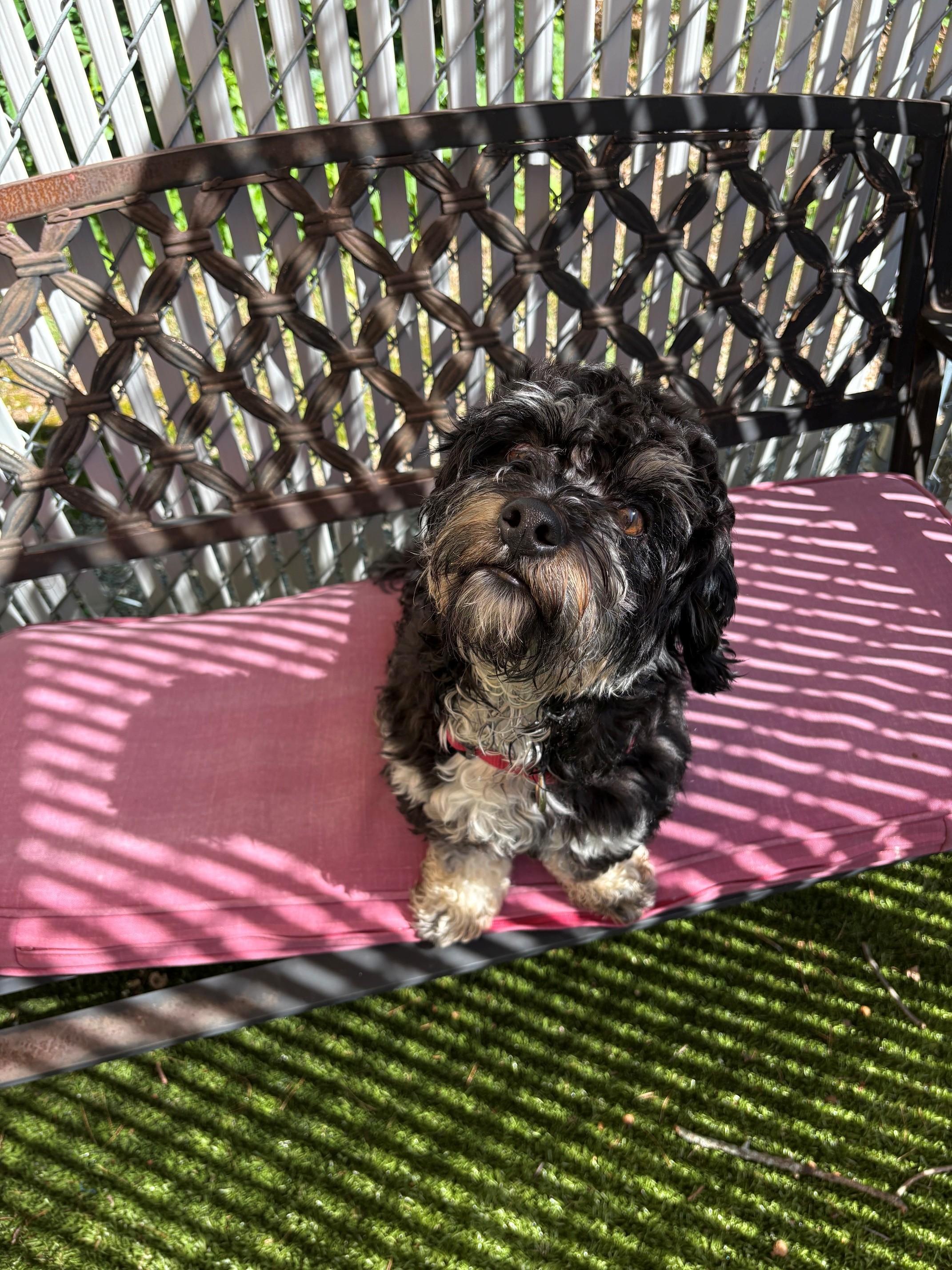 Rocky, an adopted mixed breed in Kingston, MA image 2/6
