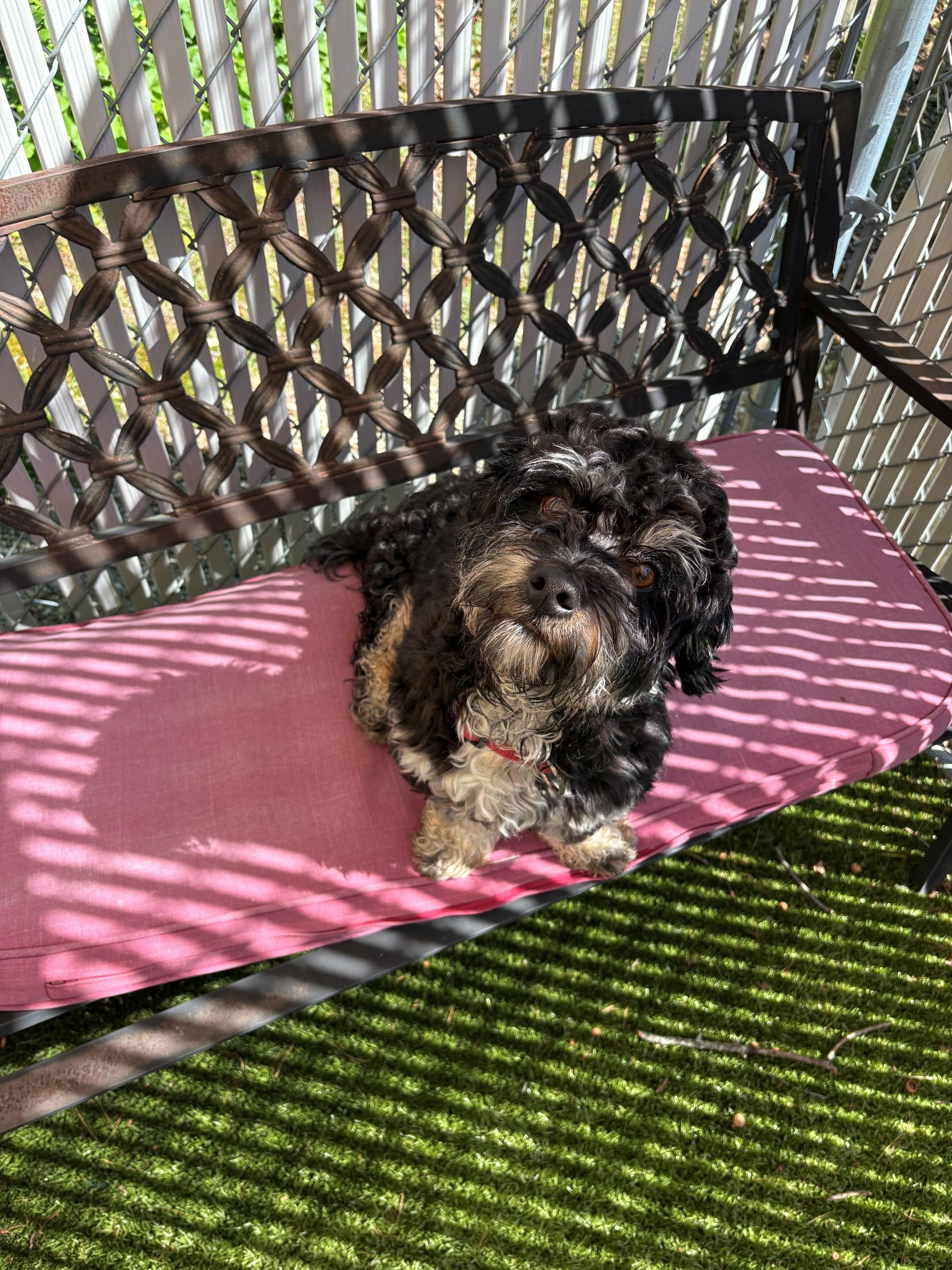 Rocky, an adopted mixed breed in Kingston, MA image 5/6